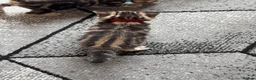 Mixed Breed cats for sale: Beautiful girl kitten for sale  - Advert 8