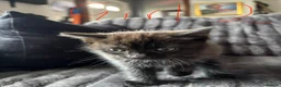 British Shorthair cats for sale: 2 beautiful kittens - Advert 6