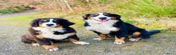 Bernese Mountain Dog dogs for sale: Quality Bernese Mountain Dog Puppies  - Advert 22