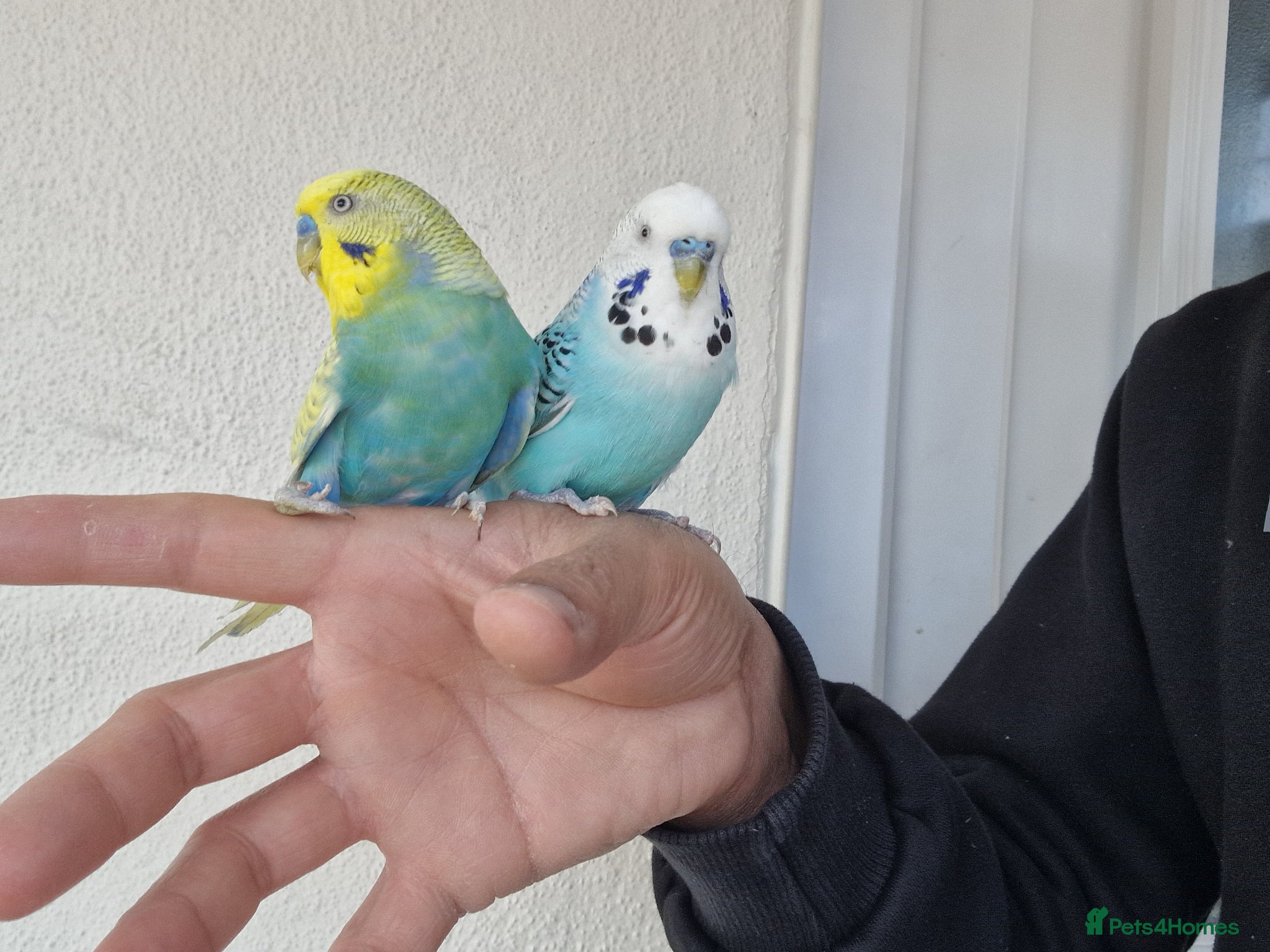 Budgerigars birds Super Silly hand tamed budgies  - Advert 2