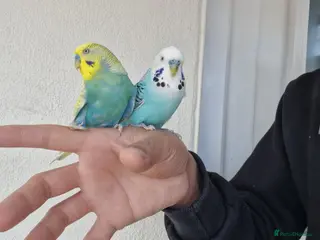 Budgerigars birds Super Silly hand tamed budgies - Advert 2