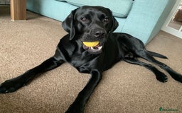 Labrador Retriever dogs for stud: Riley in Leicester - Image 5