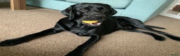Labrador Retriever dogs for stud: Riley in Leicester - Advert 5