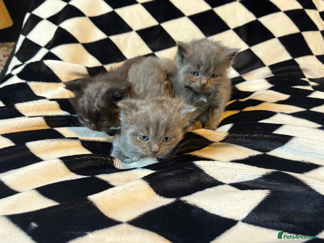 Persian cats for sale: Persian x ragdoll kittens  - Advert 1