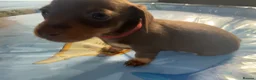 Miniature Dachshund dogs for sale: 3 smooth-haired miniature dachshunds in Coulsdon - Advert 3