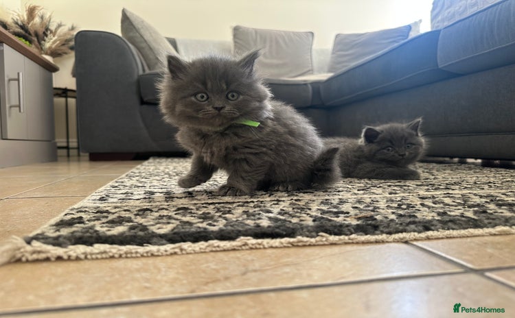 British Shorthair cats - Advert 3