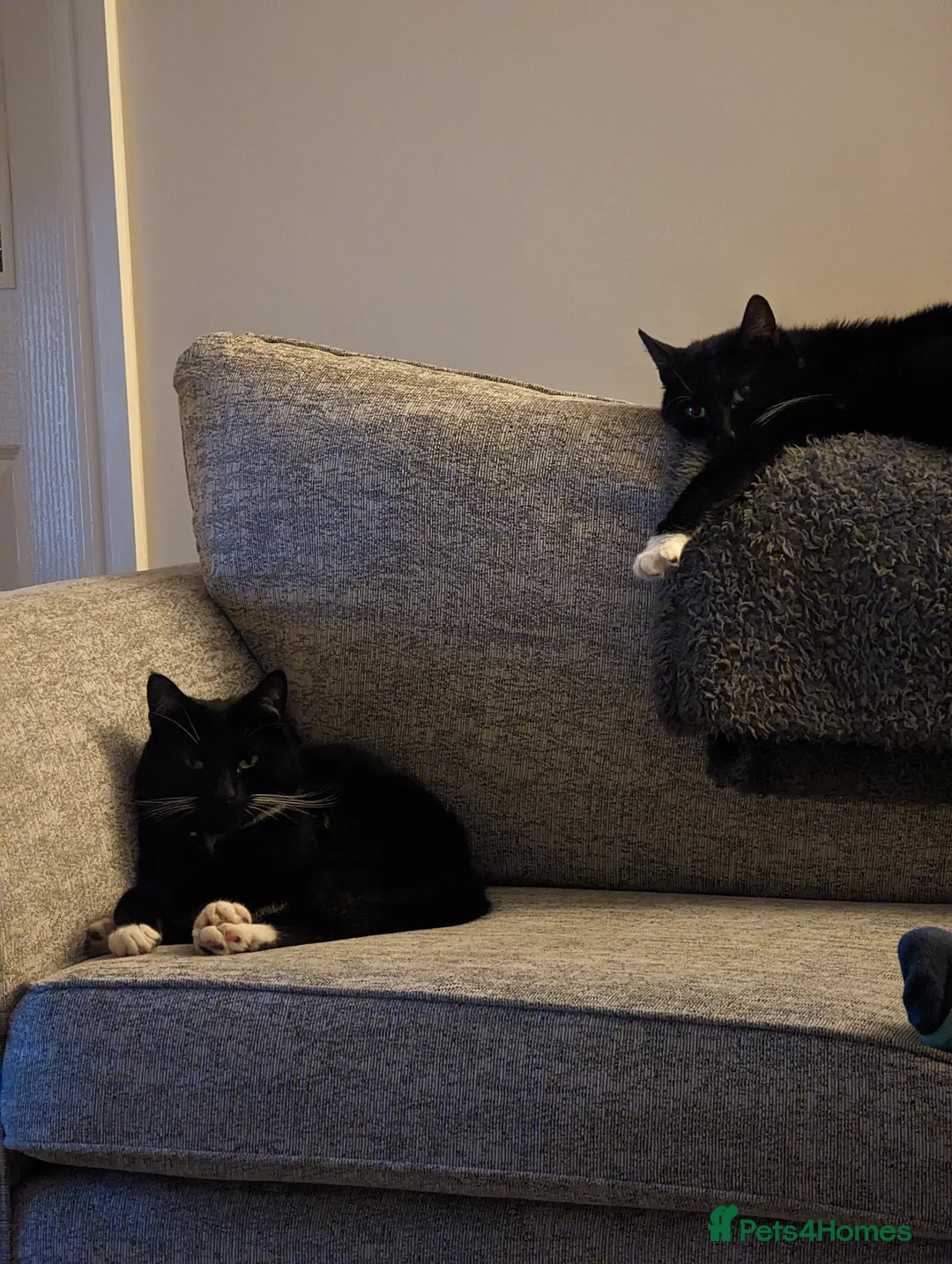 Domestic Shorthair cats for sale: Buddy & Ozzy - Two Cats Seeking Their Perfect home - Advert 6
