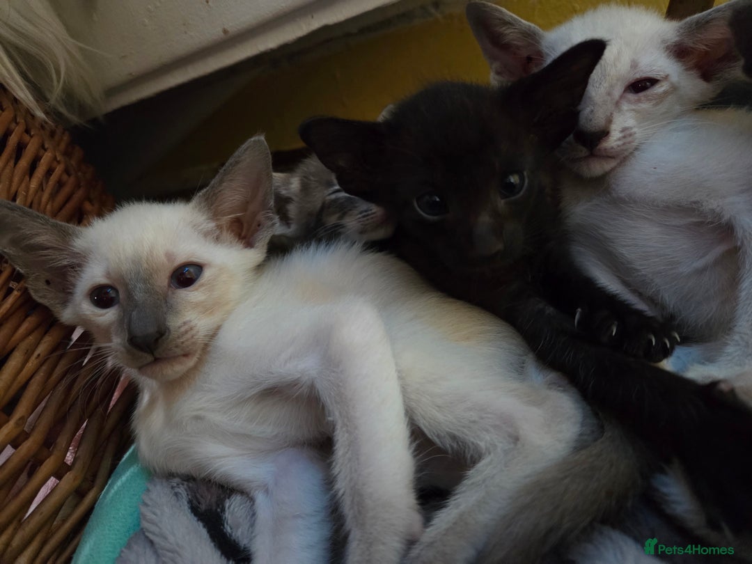 Siamese cats for sale: Siamese and Oriental Kittens  - Image 5