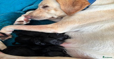 Labrador Retriever dogs - Advert 2