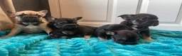 French Bulldog dogs for sale: 5 Frenchie pups ready for their forever homes🐶🏡 - Advert 6