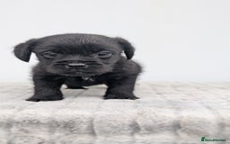 Mixed Breed dogs for sale: Border x Bedlington Female  - Image 3