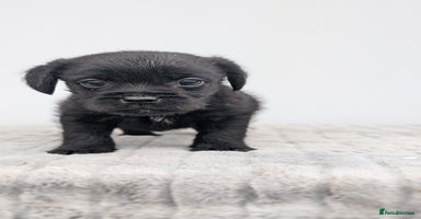 Mixed Breed dogs - Advert 6