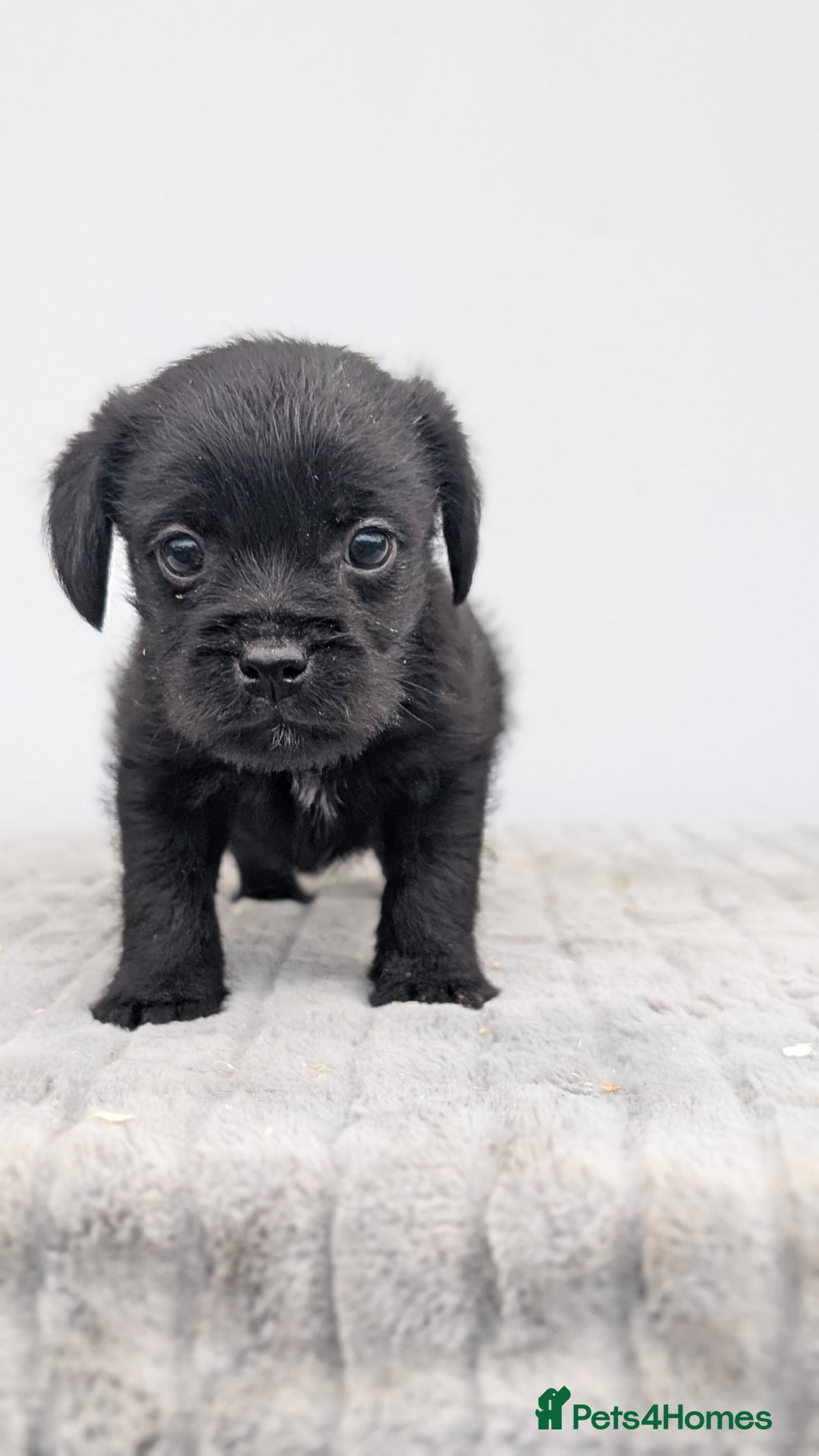 Mixed Breed dogs for sale: Border x Bedlington Female  - Image 3