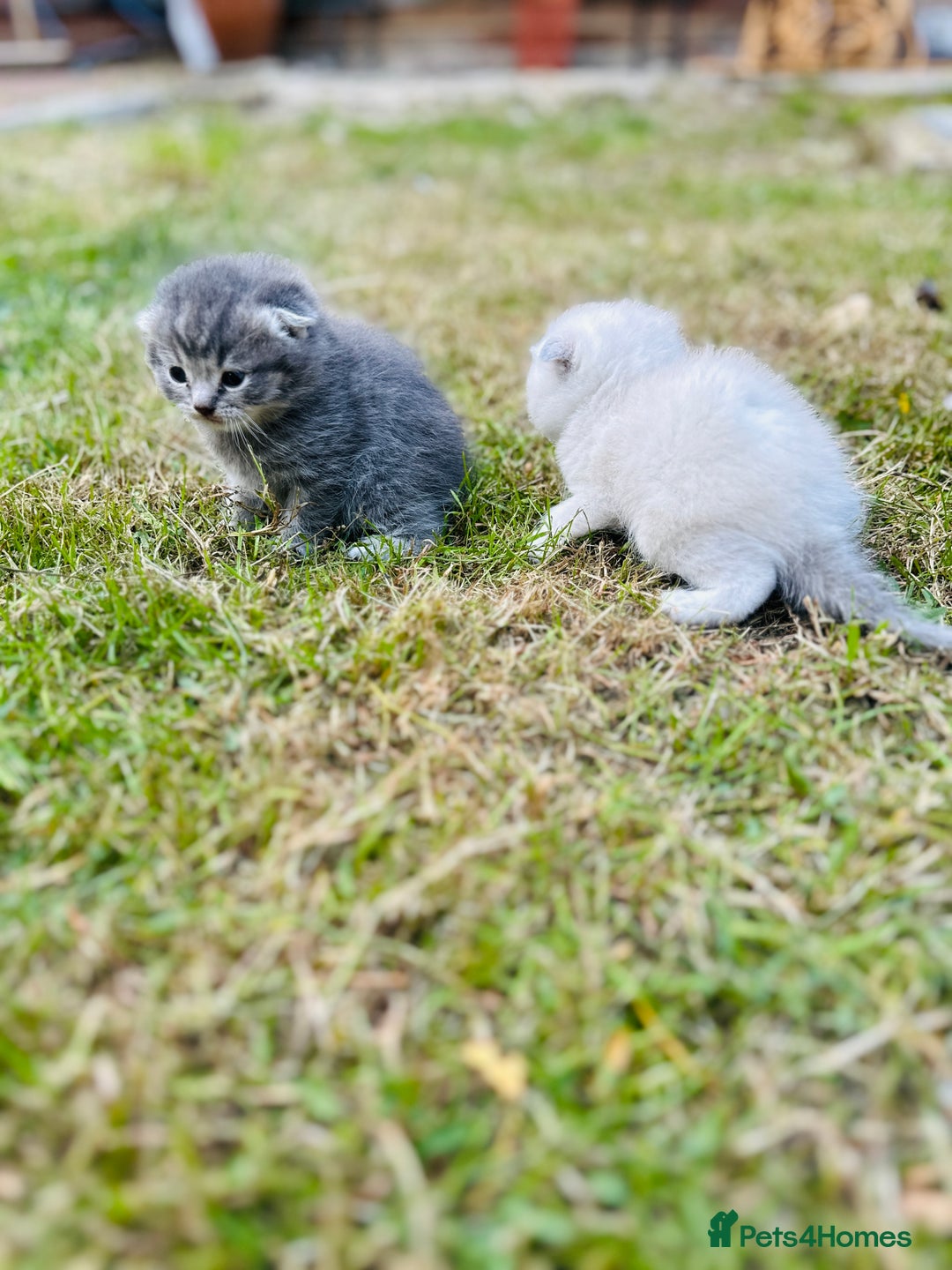 Scottish Fold cats for sale: Adorable Kittens Looking for Their Forever Homes🐾 - Image 9