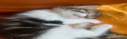 Mixed Breed cats for sale: 1 female kitten left for sale portsmouth - Advert 7