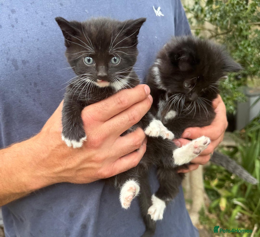 Mixed Breed cats for sale: Kittens for sale  - Image 3