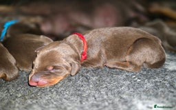 Dobermann dogs for sale: *HEALTH TESTED,HOME REARED,STUNNING DOBERMAN PUPS - Image 11