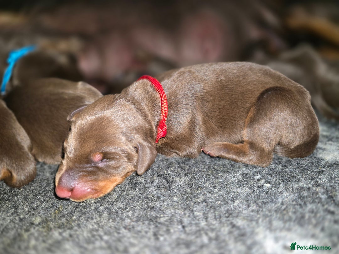 Dobermann dogs for sale: *HEALTH TESTED,HOME REARED,STUNNING DOBERMAN PUPS - Image 11