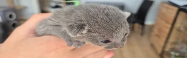 Russian Blue 4