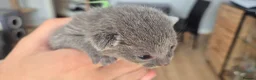 Russian Blue cats for sale: Pure Russian blue kittens 💙 🩵 😸  - Advert 12