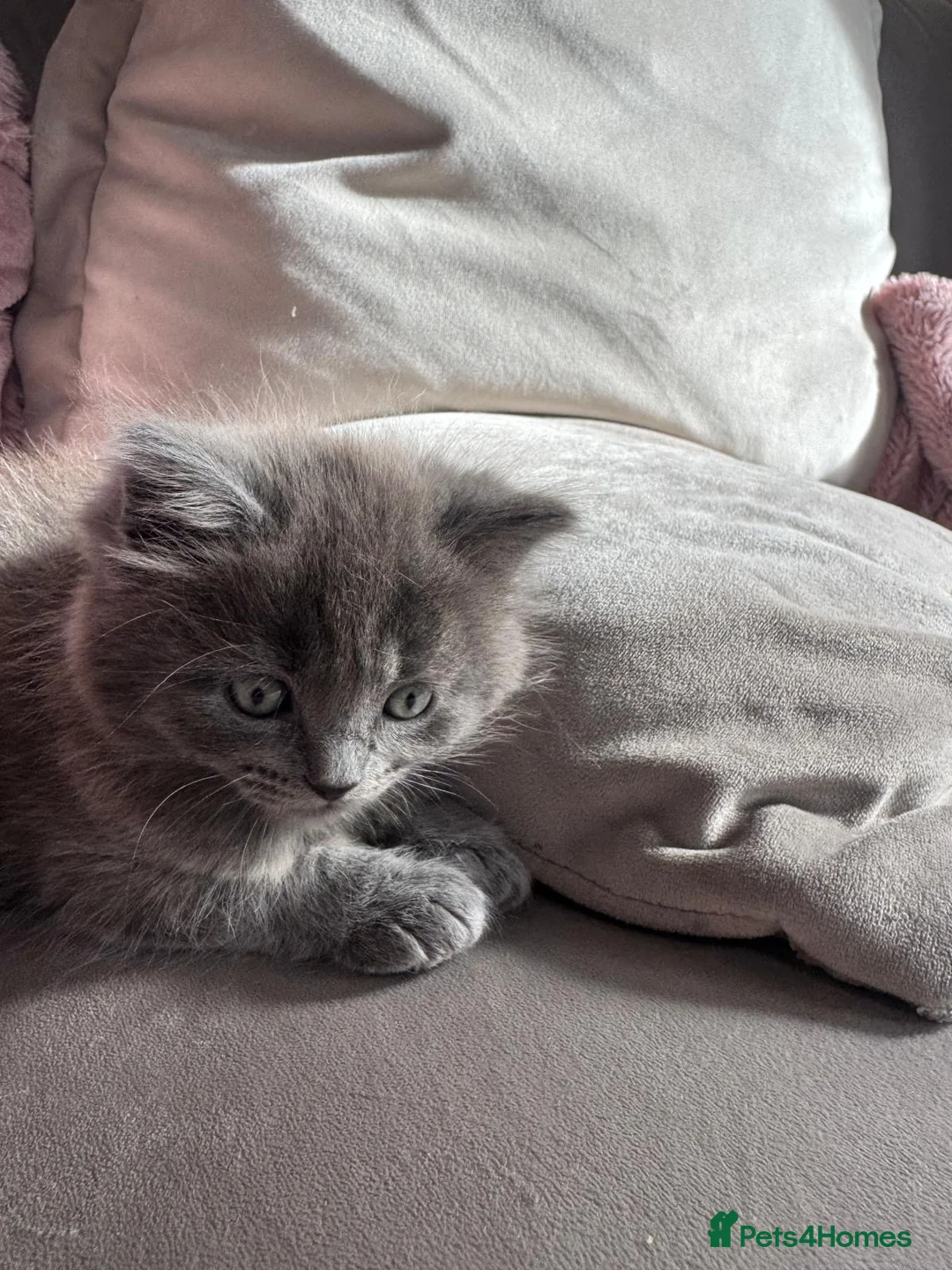 British Longhair cats for sale: Very playful male British Longhair. - Advert 4