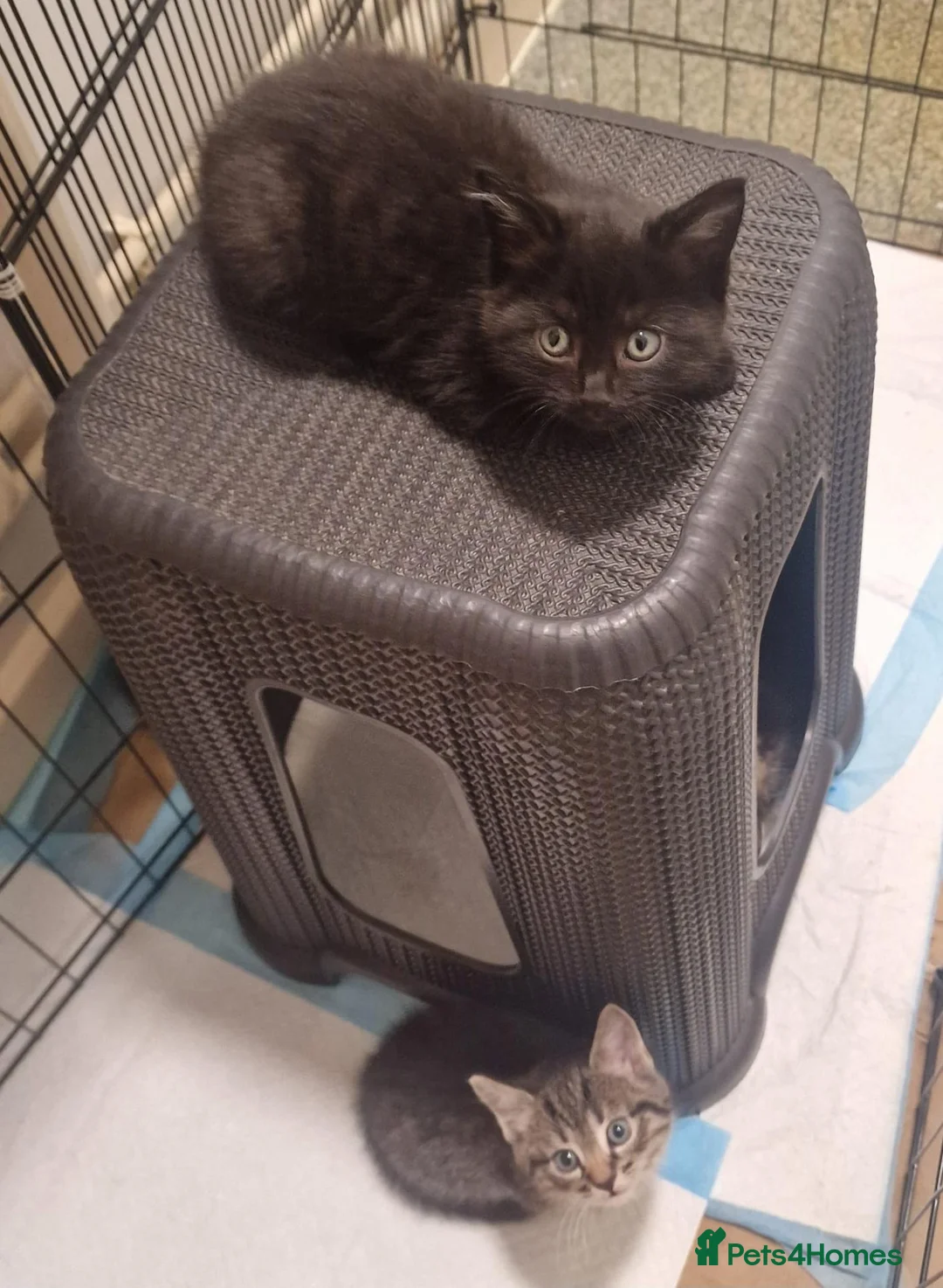 Mixed Breed cats for sale: Mixed Kittens - Advert 4