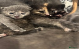 Maine Coon cats for sale: Kittens  - Image 15