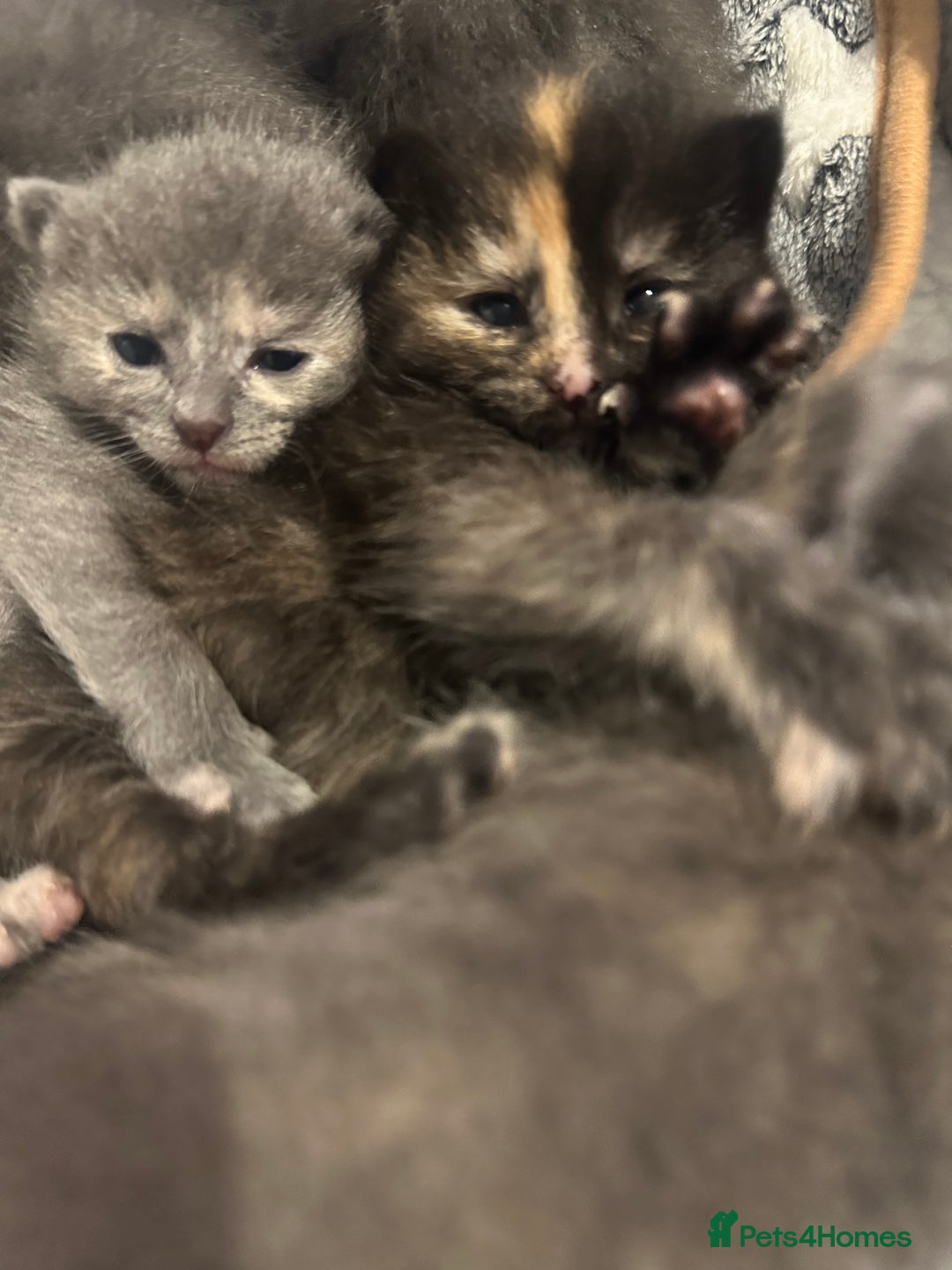 Maine Coon cats for sale: Kittens  - Image 15