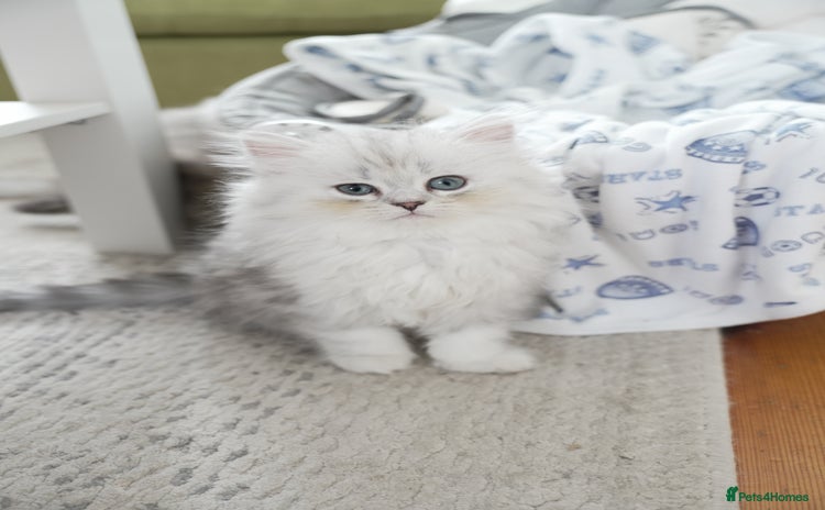 Persian cats - Advert 10