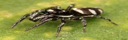Spiders invertebrates for sale: Baby zebra jumping spiders for sale  in Abertillery - Advert 1