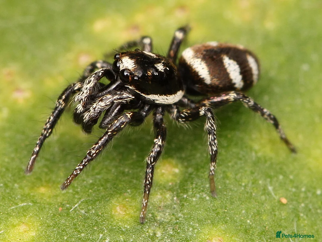 Spiders invertebrates for sale: Baby zebra jumping spiders for sale  in Abertillery - Advert 1