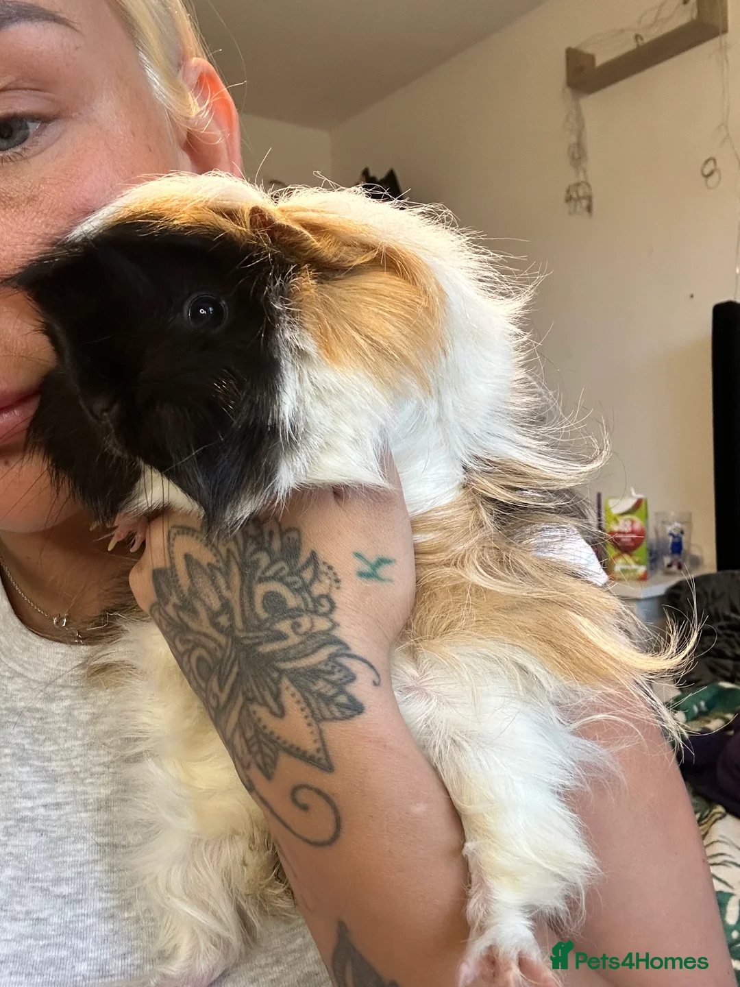 Guinea Pig rodents for sale: 3 peruvian retired sisters for loving forever home - Advert 18