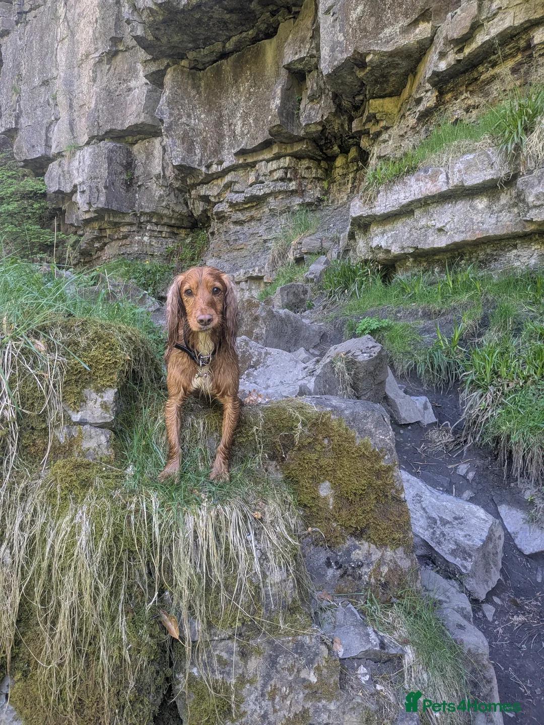 Cocker Spaniel dogs for sale: Red cocker spaniel - Advert 2