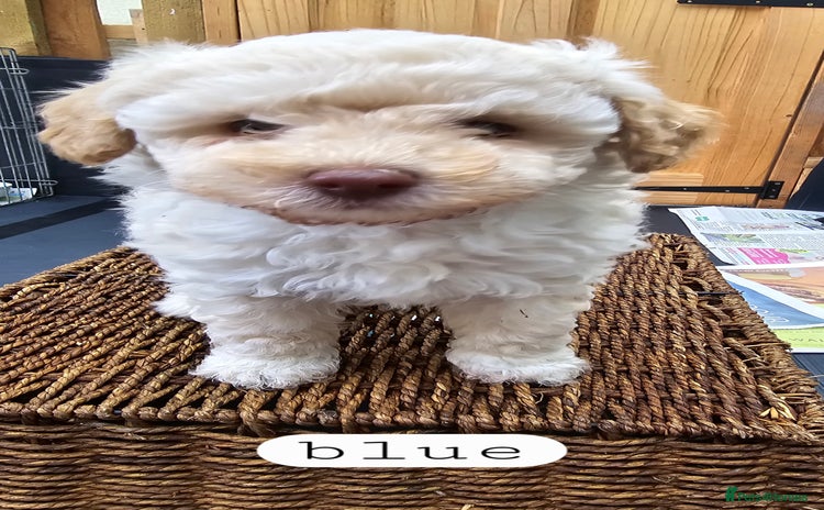 Toy Poodle dogs - Advert 10