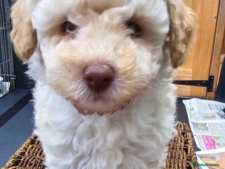 Toy Poodle dogs - Advert 6