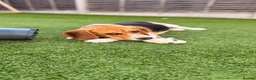 Beagle dogs for sale: Beagle puppy Archie in Pinner - Advert 2