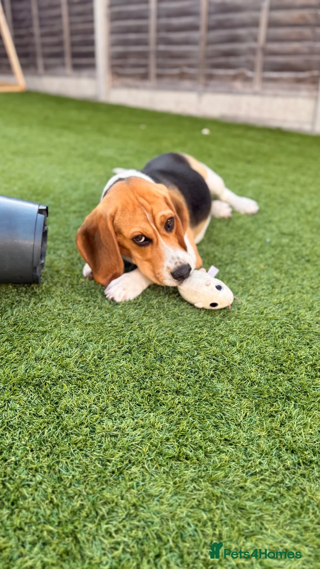 Beagle dogs for sale: Beagle puppy Archie in Pinner - Advert 2