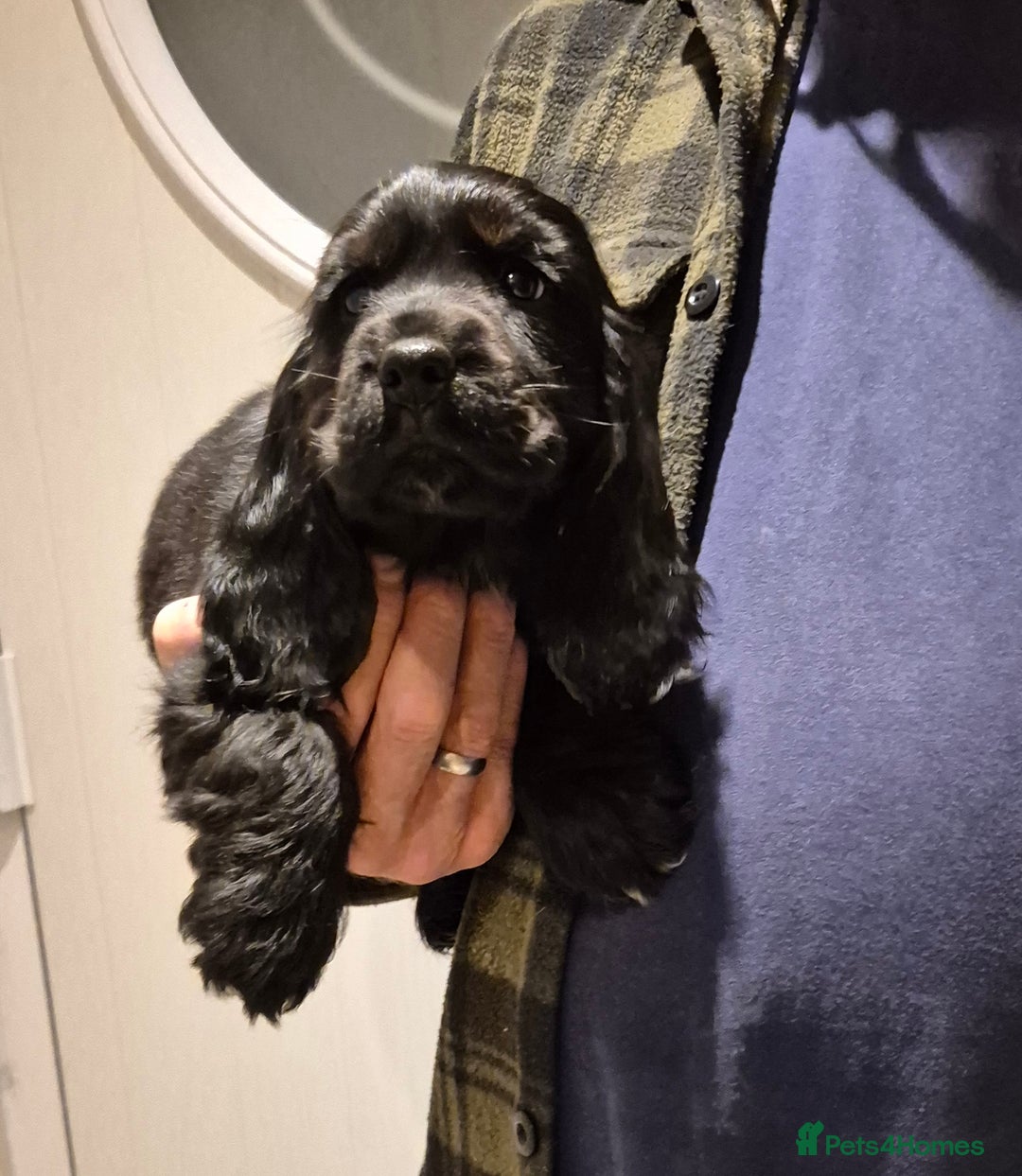 Cocker Spaniel dogs for sale: 2 stunning Cocker Spaniel bitch puppies available - Advert 4