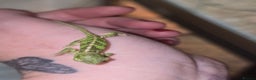 Chameleon reptiles for sale: BABY VEILED CHAMELEONS  - Advert 6