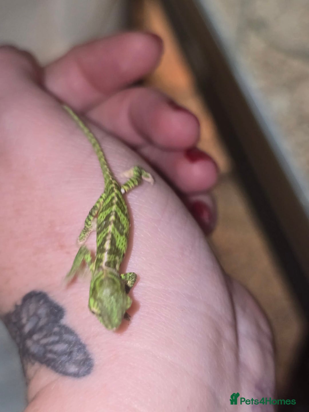 Chameleon reptiles for sale: BABY VEILED CHAMELEONS  - Advert 6