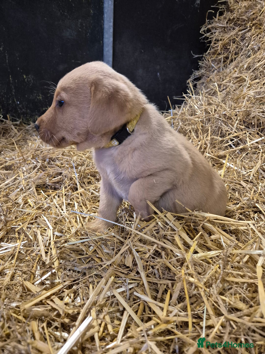 Labrador Retriever dogs for sale: KC Reg Labrador Pups  - Advert 10