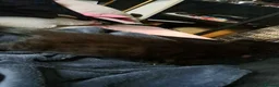 Bengal cats for sale: Bengal mix kittens  in Reading - Advert 8