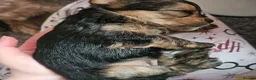 Mixed Breed dogs for sale: 4 gorgeous yorkshire terrier x mini yorkie pups - Advert 21