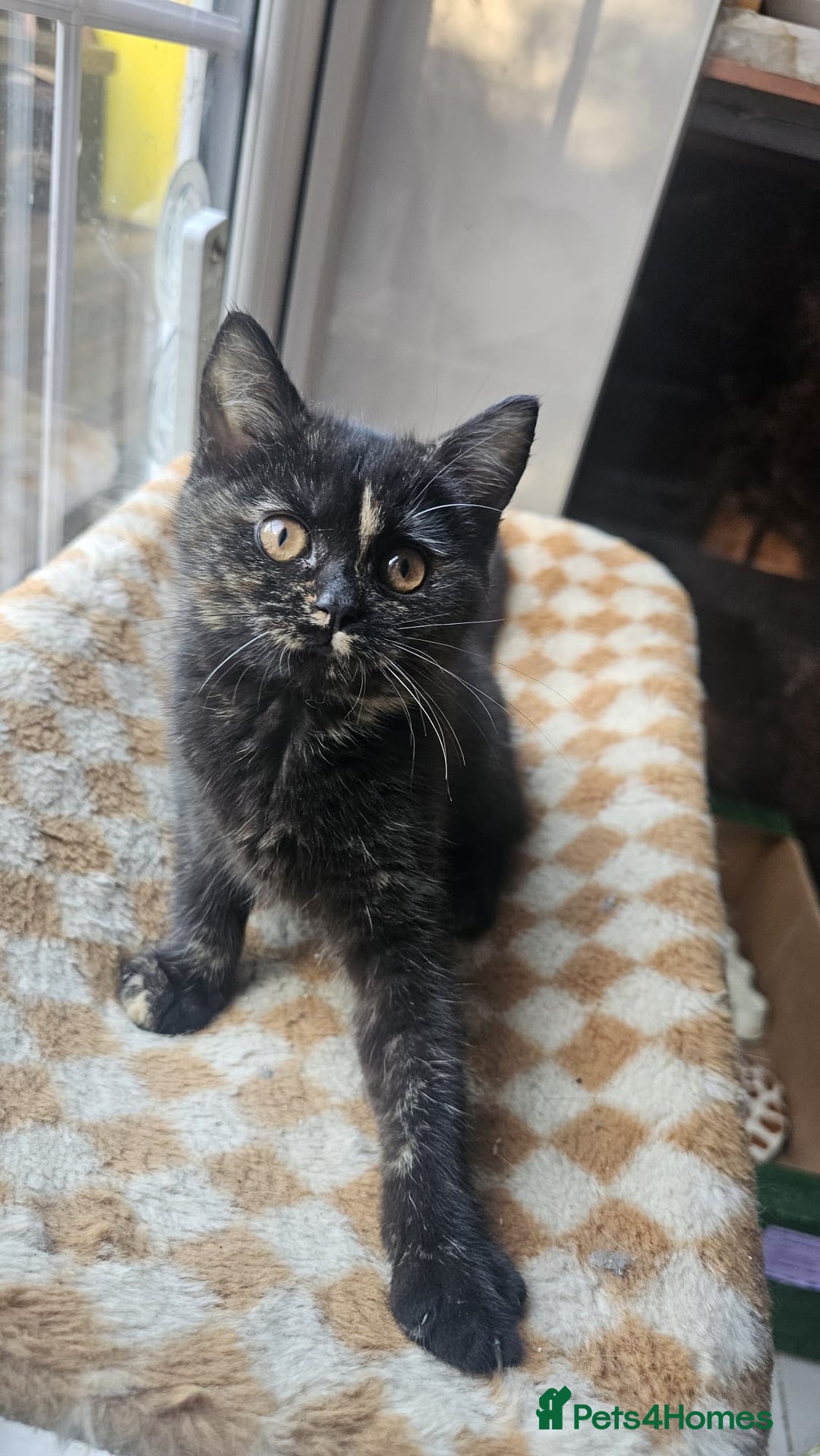 British Shorthair cats for sale: Gorgeous British Shorthair Kittens Ready Now! - Advert 3