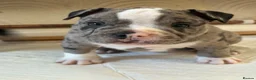American Bully dogs for sale: 🌟BANK HOLIDAY SPECIAL🌟 Pocket bully pups 😍🐶🏆  - Advert 20