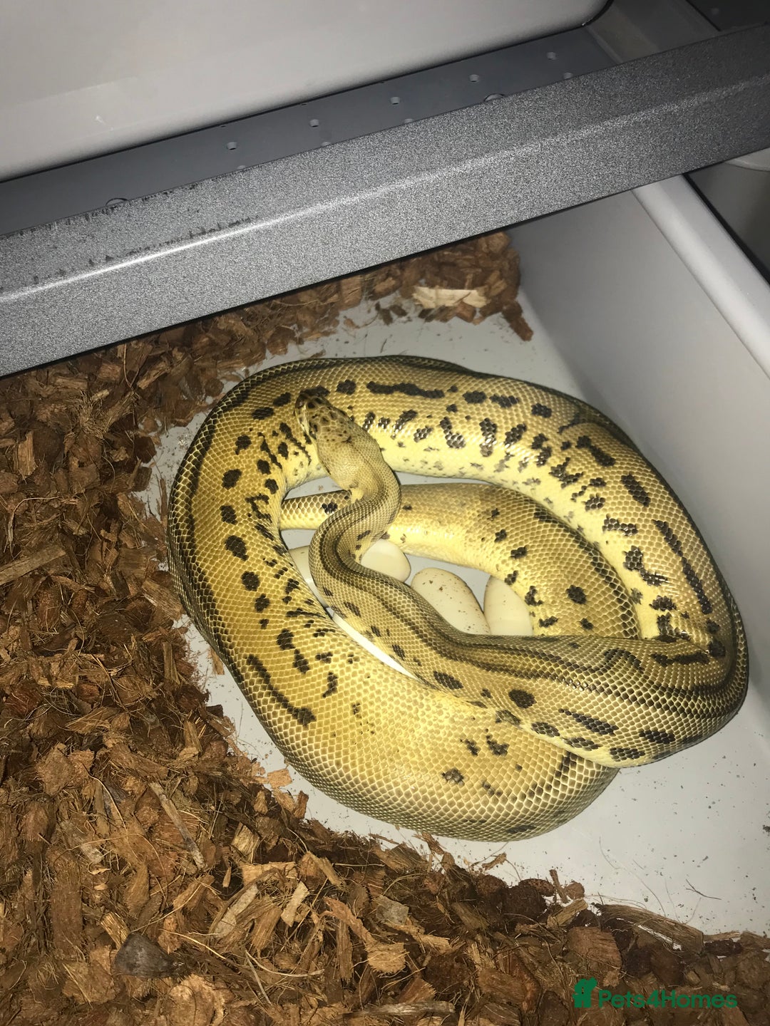 Python Snake reptiles for sale: Ball pythons both sexes  in Peterlee - Image 4