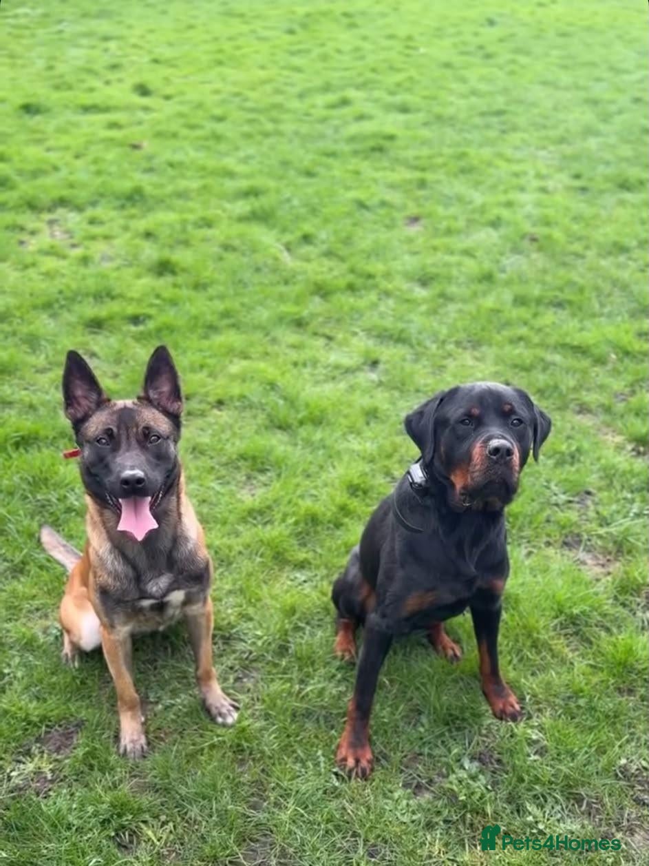 Mixed Breed dogs Malinois x Rottweiler Puppies - Advert 10
