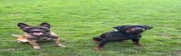 Mixed Breed dogs for sale: Malinois x Rottweiler Puppies in Southall - Advert 1