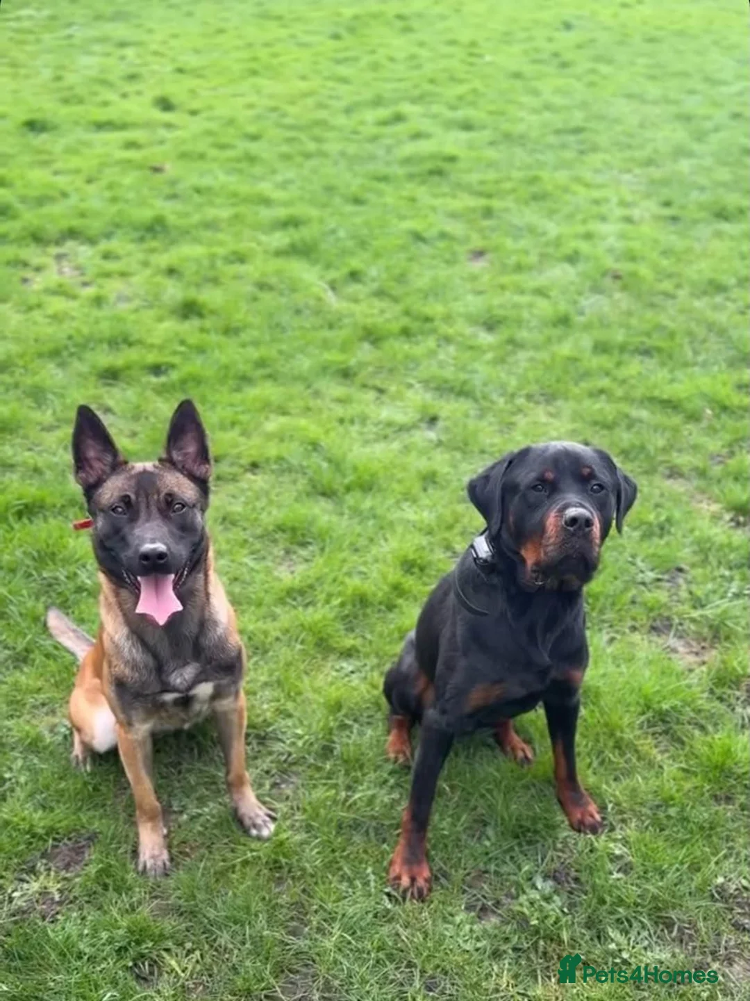 Mixed Breed dogs for sale: Malinois x Rottweiler Puppies in Southall - Advert 1