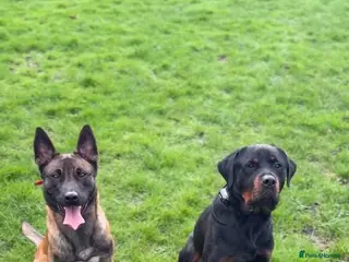 Mixed Breed dogs Malinois x Rottweiler Puppies - Advert 1